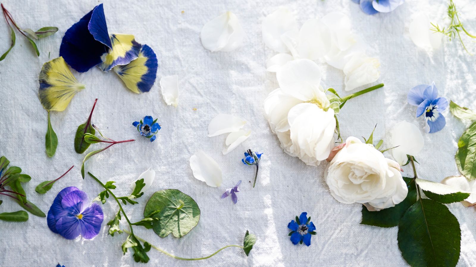 Selection of blue and white flowers scattered on a white piece of linen in the sunlight