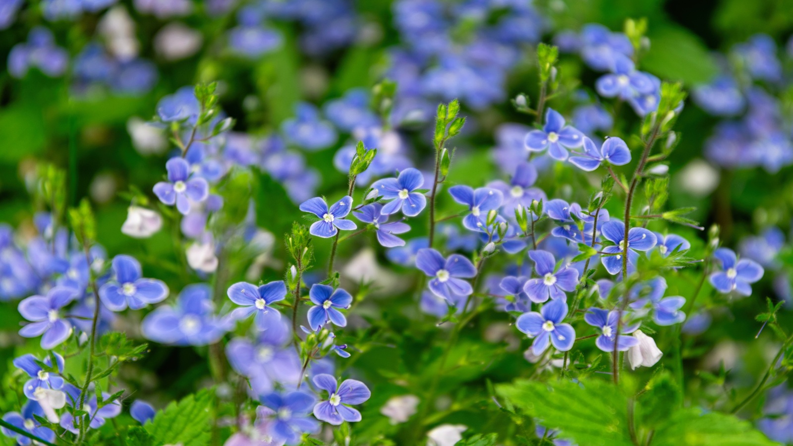 Veronica Georgia Blue, Speedwell
