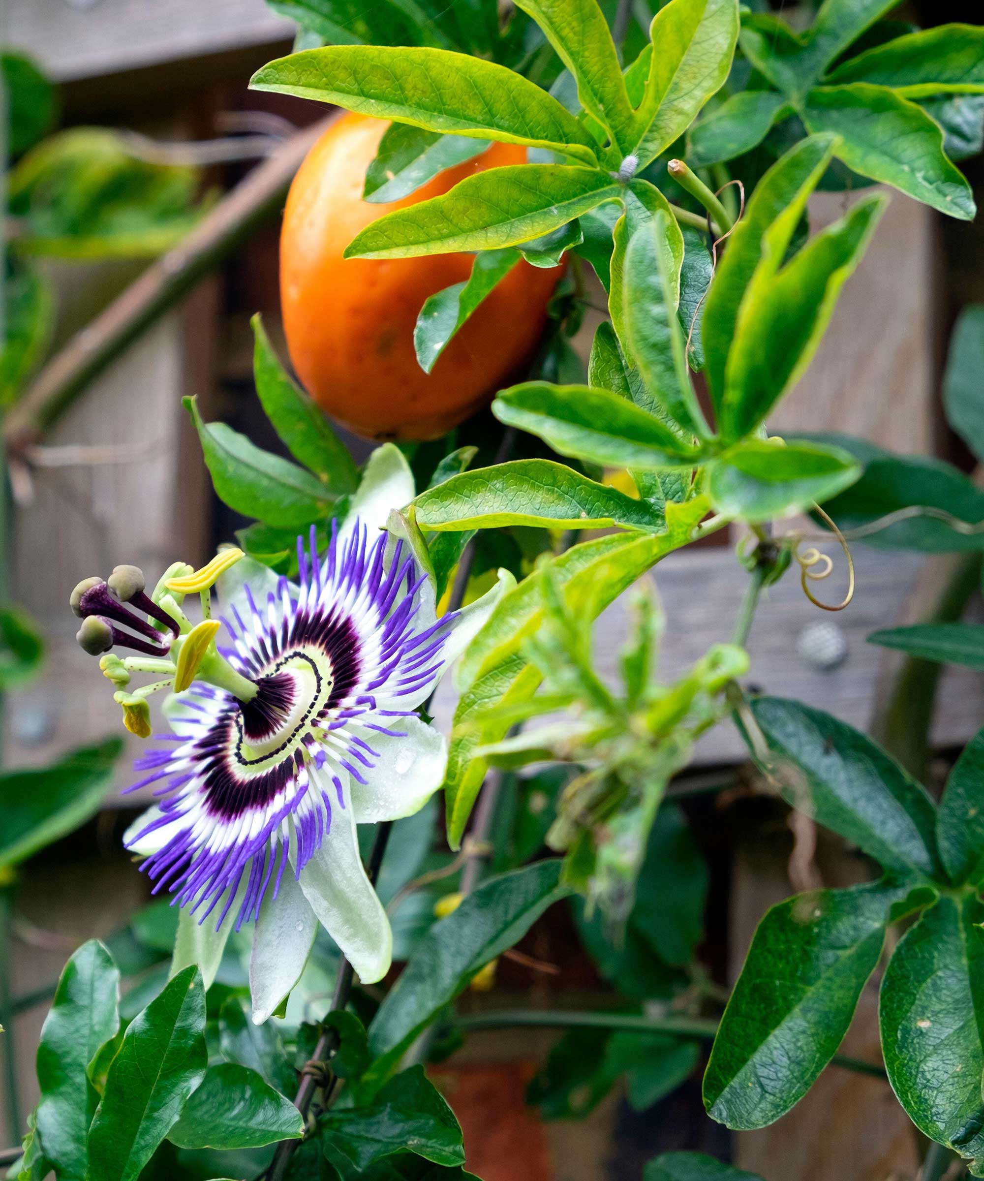 passion flower