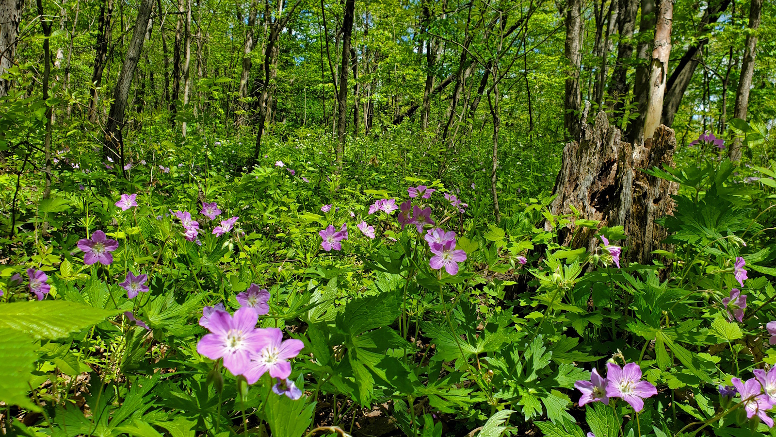 Wild geranium, Geranium maculatum, in a woodland in Wisconsin, with pink blooms and green foliage