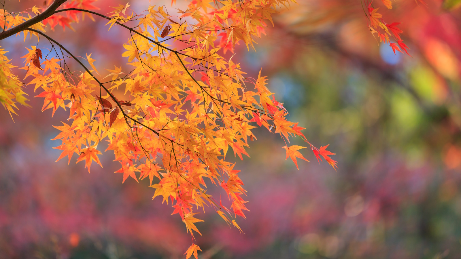 Japanese maple tree with orange and red foliage in a garden