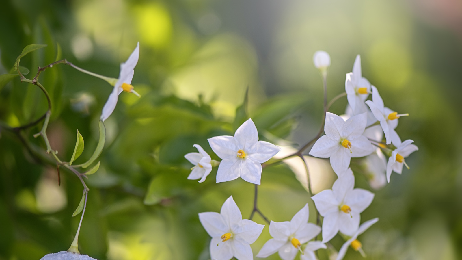 The white, starry blooms of solanum, or the potato vine, in a sunny garden border