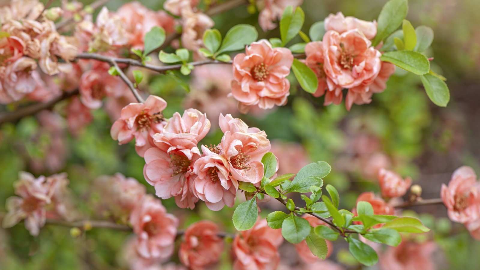 The peach flowers of a spring-flowering Japanese flowering quince